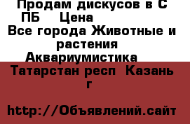 Продам дискусов в С-ПБ. › Цена ­ 3500-4500 - Все города Животные и растения » Аквариумистика   . Татарстан респ.,Казань г.